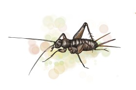 Ovaliptila willemsei